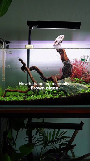 Managing Brown Algae in Your Aquarium: Effective Tips