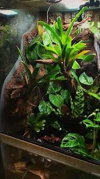 🦎 Terrarium-Update für meinen Kronengecko!
