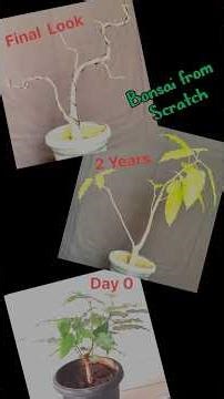 Ficus Virens bonsai from scratch! 1st prune & shape for future greatness #BonsaiArt #Ficus #pruning