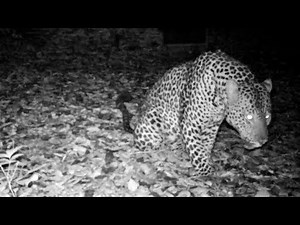Leopard’s sawing call, a guttural sound to invite females in heat and warn rival males to keep out