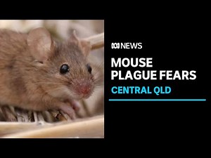Mouse plague fears in central Queensland as numbers threaten to 'explode at any time' | ABC News