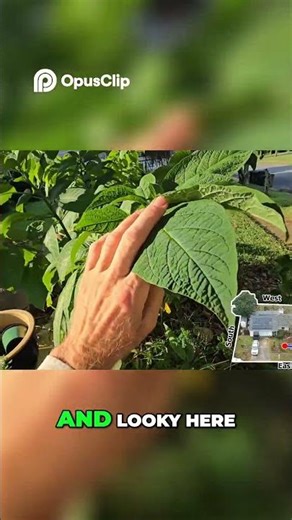 The Angel Trumpets Are About to Bloom 🌸 | A Moment of Garden Magic