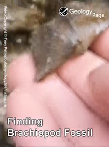16K views · 161 reactions | Finding Brachiopod Fossil  | #Geology #GeologyPage #Brachiopod #Fossil Age: Middle Devonian period , 380 MYA. It's not about the destination, it's all about the journey. Video Copyright © Tony Petropoulos instagram.com/ geology. life Geology Page www.geologypage.com | Geology Page | Facebook