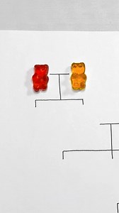 A simple explanation of genetics on a gummy bear | 5-Minute Crafts