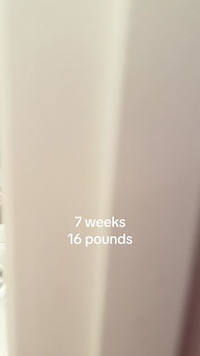 Winston, the 6-Month-Old Blue Great Dane Hits 100 Pounds Milestone!