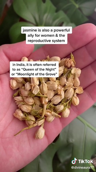 🌛🤍🕊 #jasmine #herbs #herbalmedicine #plantmedicine #herbalism #guthealth #anxiety #insomnia #aphrodisiac #reproductivehealth