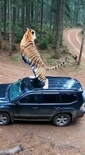 Tiger Attacks Car in the Forest! 🐅 | Heart-Stopping Moment