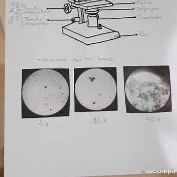 Práctica 2- Instrumentos de observación: lupa binocular y microscopio óptico