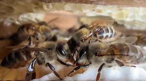 Colombian scientists develop supplement to protect bees from pesticides