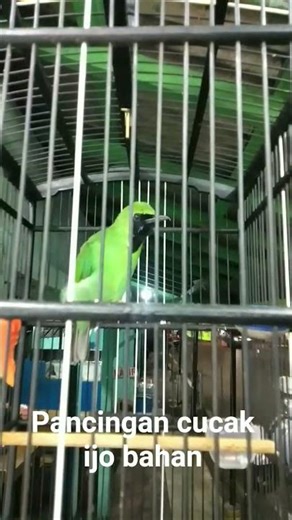 pancingan cucak ijo#kicaumania#cucakijolove#viral