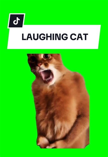 LAUGHING CAT #meme #greenscreen #fyp #trend #CAT