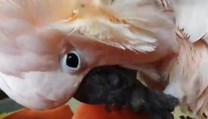 9.5K views · 203 reactions | Fluff and dry Non-youtube version Filmed a week ago. | Mr Max | Facebook