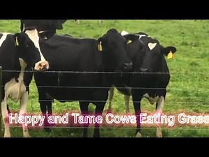 Happy and Tame Cows Eating Grass / Sound of Farm Cows Eating Fresh Grass