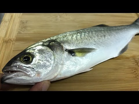 CATCH, CLEAN, & COOK: Nasty Bluefish...?