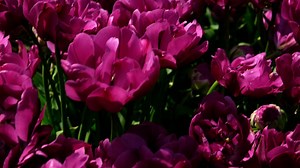 Blossoming beauty: Exploring Washington's springtime glory - Worldwide