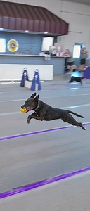 8.6M views · 214K reactions | The 4th Dog is Not Human. The Real Power Girl. | RundownRiver | Facebook