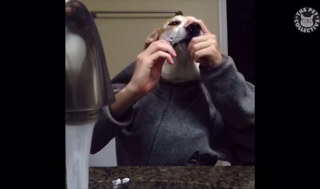 12 Funny Pet Videos Compilation