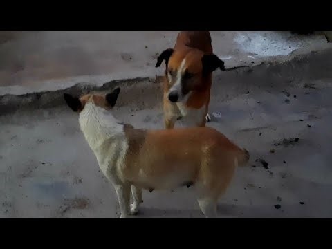 Facts about mating and reproduction in dogs