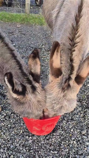 Donkey Feeding Time# #donkeys #donkeysfeeding #bigpets #twointoone