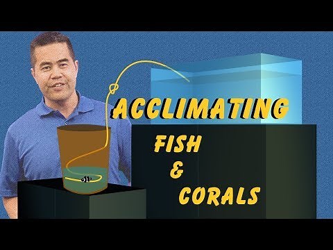 Acclimating Fish and Corals: How Drip Acclimation Ensures a Safe Transition Into Your Aquarium