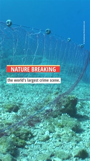 18K views · 521 reactions | The high seas are the world’s largest crime scene. For nature, that brings harmful and illegal fishing practices that harm species populations and destroy ecosystems. A new High Seas Treaty could help. Learn more in today’s episode of Nature Breaking: https://wwf.to/47zbrYl. | World Wildlife Fund | Facebook