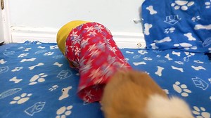 44K views · 2.4K reactions | A few tricks with Skittles! ❤殺 | Amazing Animal Tricks | Facebook