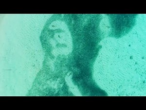 Watch sharks swim through massive schools of fish in the Maldives