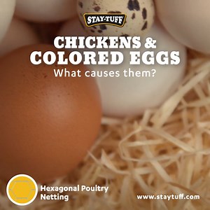 22K views · 53 reactions | White, yellow, speckled & even baby blue... all eggshell colors! 讀But why? It's fairly simple: different breeds lay different colored eggs. A single hen will not lay different colored eggs, though the pigmentation may vary.  Keep you chickens safe without fences. Find out more - https://utm.io/ueOWo | Stay-Tuff Fence | Facebook