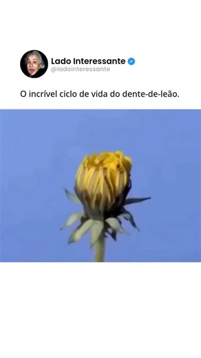 Lado Interessante on Instagram: "O dente-de-leão começa sua vida a partir de uma semente extremamente leve, projetada para viajar longas distâncias com a ajuda do vento. Quando essa semente encontra solo adequado, ela germina rapidamente e forma uma planta baixa, com folhas próximas ao chão. Esse formato ajuda a captar luz do sol de forma eficiente e a resistir a ambientes abertos, como gramados e campos. Enquanto cresce na superfície, a planta desenvolve uma raiz profunda e resistente que funci