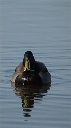 Mallard Ducks!! #wildlife #birds #duck #naturephotography #naturelovers