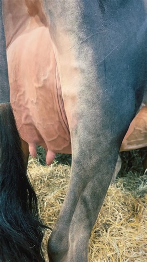 Another Louisville with another Vidalia 🥰 Big Time Victorious VENDETTA 😈 x MAX EX91 Big Time Vidalias VITALITY (Colton) 😍 (maxed first lactation, too) 3rd Spring Yearling Wi Summer Champ Show ‘22 5th Spring Yearling Midwest Nat’l Jersey Show ‘22 8th spring calf Wi State Show ‘21 x MAX EX91 Broyden Tequila VIDALIA (MAXed first lactation, too), 2nd Milking Yearling WDE ‘14 Jr Champ Wi Spring Spectacular ‘14 2nd Fall Yearling Spring Dairy Expo ‘14 Vidalia, Vitality, Vendetta, plus Vitality and V