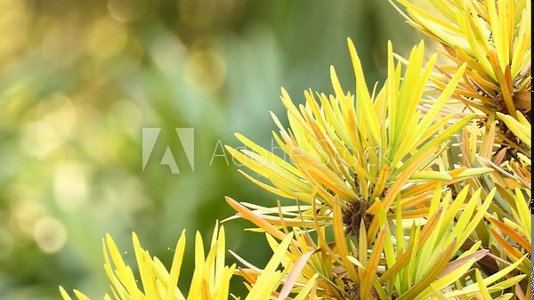 Podocarpus acutifolius, commonly called needle-leaved totara, is a species of conifer in Podocarpaceae family. It is found only in New Zealand. Its habitat is tropical high-altitude shrubland.