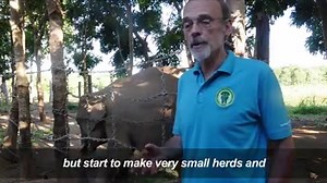 12K views · 105 reactions | WATCH: The Dak Lak Elephant Conservation...