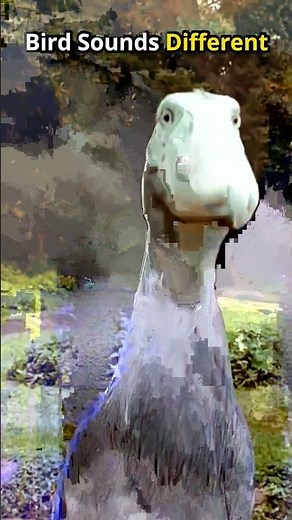 Why This Bird Sounds So Different | Unique Bird Calls Explained