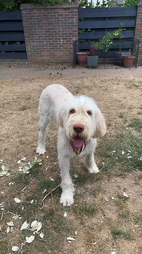 #spinone #italianspinone #puppy