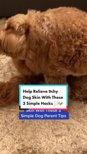 Help Relieve Itchy Dog Skin With These 3 Simple Hacks 🙌🏻🐶