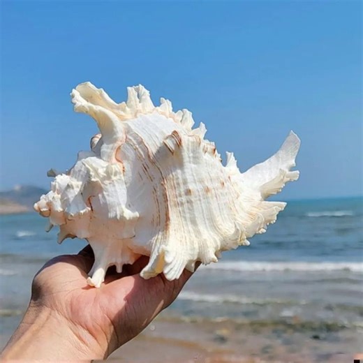 HUNIU 10-16cm Natural Large Conch Shell DIY Large Kirin Snail Aquarium Decoration Accessories Magical Fish Tank Decor Aquarium | Lazada PH