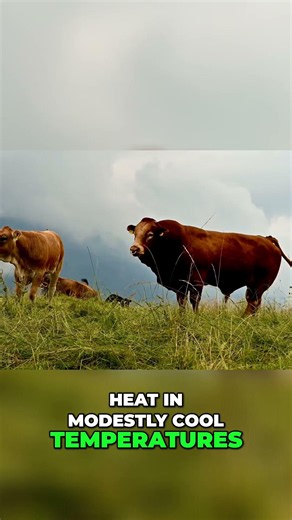 Cattle Domestication: Survival, Evolution, and Adaptation #shorts