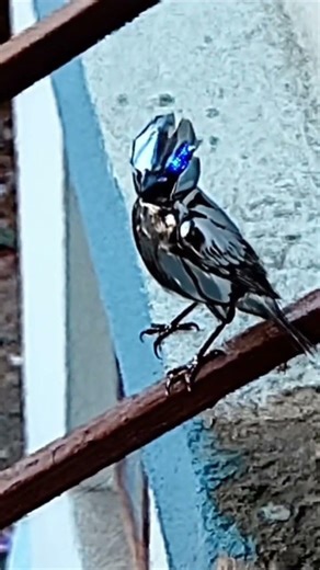 bird bot