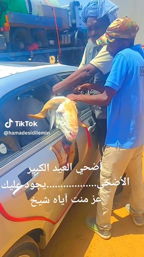 Interacting with a Goat: Safe Handling and Transport Tips