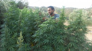 'Ici le monde' – Maroc : le pays où le cannabis est roi - RTBF Actus