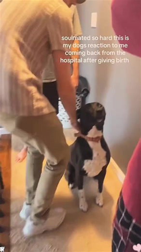 The Heartwarming Connection Between Dogs and Babies