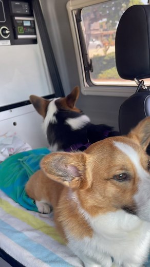 6.5K views · 381 reactions | Our little Corgi beach day!  we got yelled at for having too many Corgis! Sorry! Enjoy our lil adventure! #corgibeachday #corgis #weekendvibes #vanning | Three Corgis | Facebook