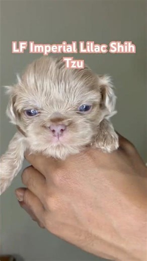 Liver female lilac Imperial Shih Tzu