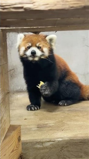 本日6/29はレッサーパンダのププ、アミメキリンのニックの誕生日でした🎊担当飼育員からププくんに誕生日プレートをあげる様子をお届け！ #レッサーパンダ #誕生日
