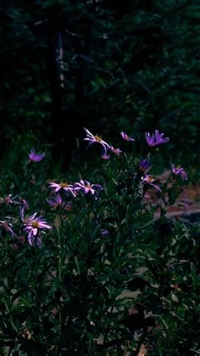 magnificent place 🪻🪻🪻 #song #anxietyrelief#music #deepsleep #audio #nature #flowers