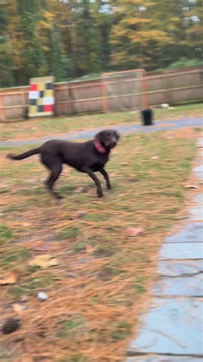 19 reactions | Spent the morning with Woody and Molly  Molly was all...