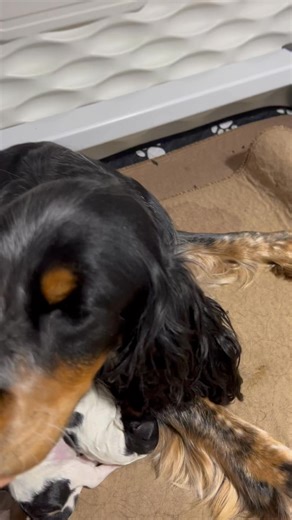 F1 Springerdoodle Sweethearts… ❤️ I have individual pictures to show off as well! | Pawsitively Blessed Doodles LLC