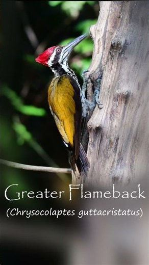 Amazing Birds of Thailand | The Greater Flameback #birds #wildlife #nature
