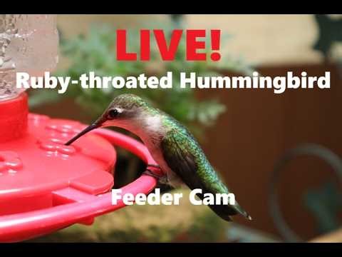 Hummingbirds at the Homestead - Ruby-throated Hummingbird Feeder Cam 03/28/2026